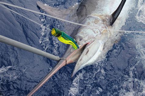 Madeira Marlin Fishing .